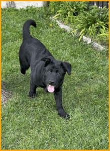 image of LifeRing featured pet Walter -- a black Labrador retriever happy in his grassy back yard