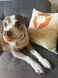 Brown-and-white dog resting on a gray couch beside a LifeRing pillow with orange logo.