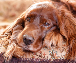 Bronzeson - LifeRing Secular Recovery Head and paws of a dark Golden Retriever resting on a dog bed