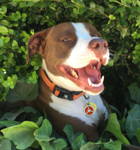 Picture of LifeRing Poster Pup Chutney the Pitt Bull wearing her LifeRing license