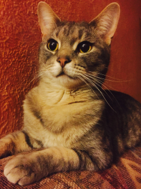 Orange tabby cat lying on a red textured blanket, looking at the camera.