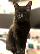 Black cat sitting upright indoors, looking at the camera, with a blurred living room background.